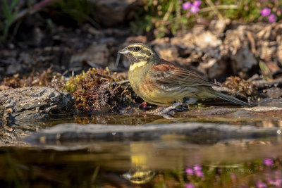 Escrevedeira-de-garganta-preta --- Cirl Bunting --- (Emberiza cirlus)