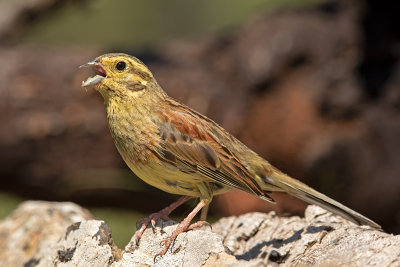 Escrevedeira-de-garganta-preta  ---  Cirl Bunting  ---  (Emberiza cirlus)