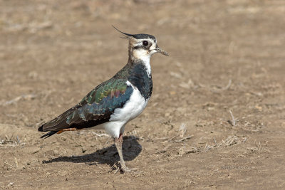 Abibe --- Lapwing --- (Vanellus vanellus)