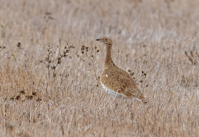 Sisão --- Little Bustard --- (Tetrax tetrax)
