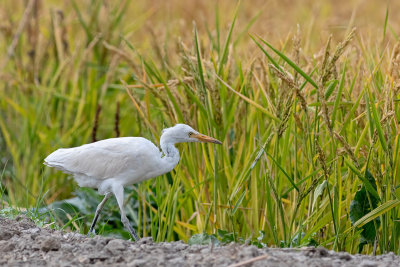 Carraceiro --- Cattle Egret --- (Bubulcus ibis)