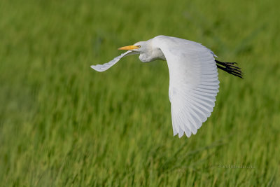 Carraceiro --- Cattle Egret --- (Bubulcus ibis)