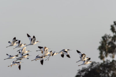 Alfaiate --- Avocet --- (Recurvirostra avosetta)