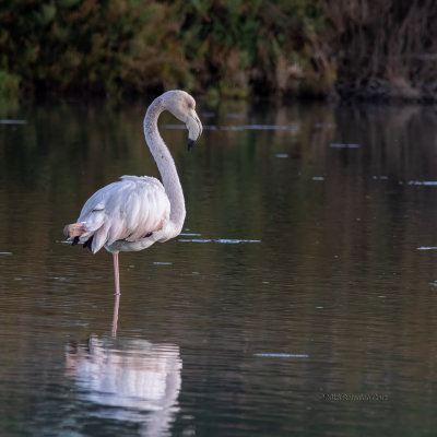 Flamingo --- Greater Flamingo --- (Phoenicopterus roseus)