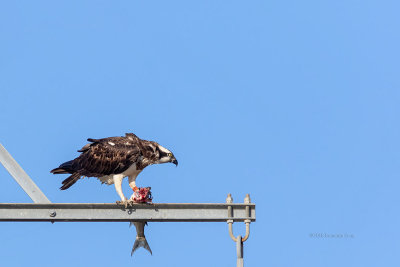 Águia-pesqueira --- Osprey --- (Pandion haliaetus)