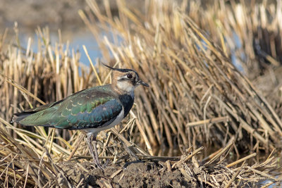 Abibe --- Lapwing --- (Vanellus vanellus)