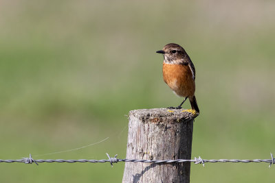 Cartaxo --- Stonechat --- (Saxicola torquata)