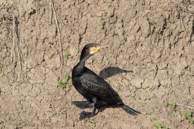 Corvo-marinho  ---  Cormorant  ---  (Phalacrocorax carbo)