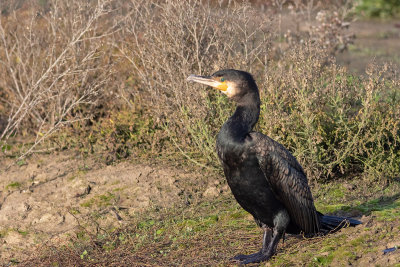 Corvo-marinho --- Cormorant --- (Phalacrocorax carbo)
