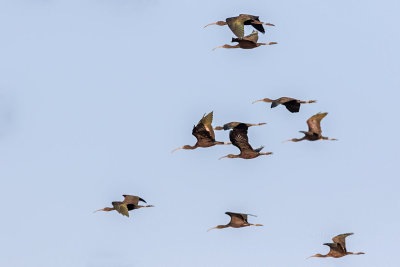 Ibis-preto --- Glossy Ibis --- (Plegadis falcinellus)