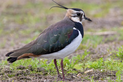 Abibe --- Lapwing --- (Vanellus vanellus)