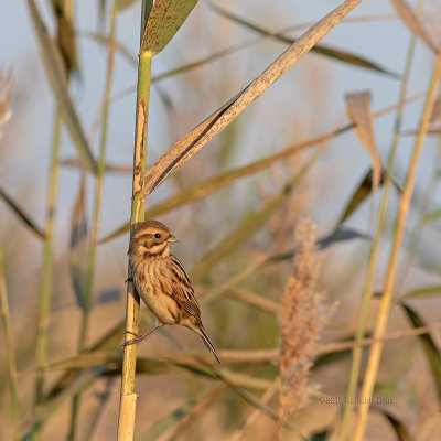 Escrevedeira-dos-caniços --- Reed Bunting --- (Emberiza schoeniclus)