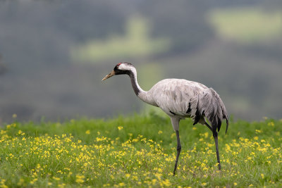 Grou --- Crane --- (Grus grus)