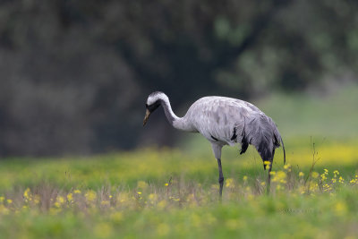 Grou --- Crane --- (Grus grus)