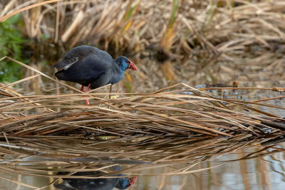 Camão --- Purple Gallinule --- (Porphyrio porphyrio)