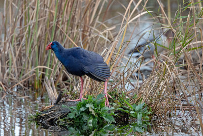 Camão --- Purple Gallinule --- (Porphyrio porphyrio)