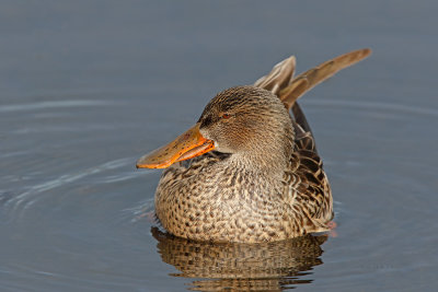 Pato-colhereiro --- Shoveler --- (Anas clypeata)