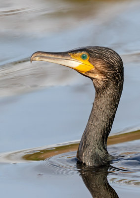 Corvo-marinho  ---  Cormorant  ---  (Phalacrocorax carbo)