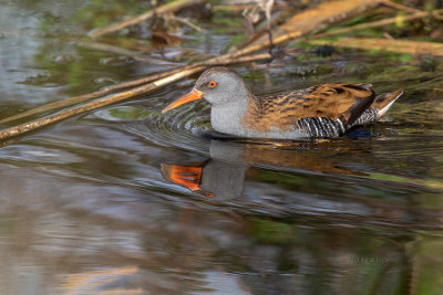 Frango-d’água --- Water Rail --- (Rallus aquaticus)