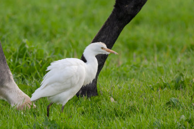 Carraceiro --- Cattle Egret --- (Bubulcus ibis)