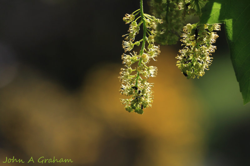 Tree flowers