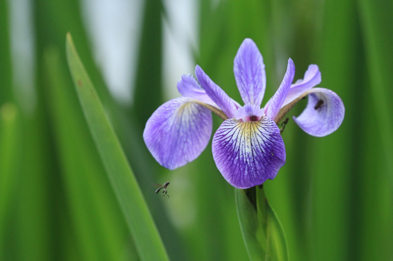 Purple Iris and visitor
