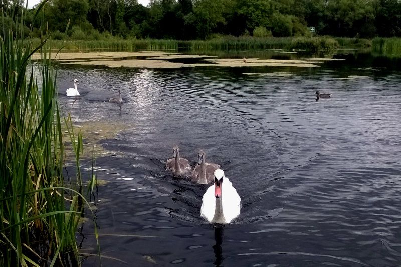 Swans on Joe's Pond
