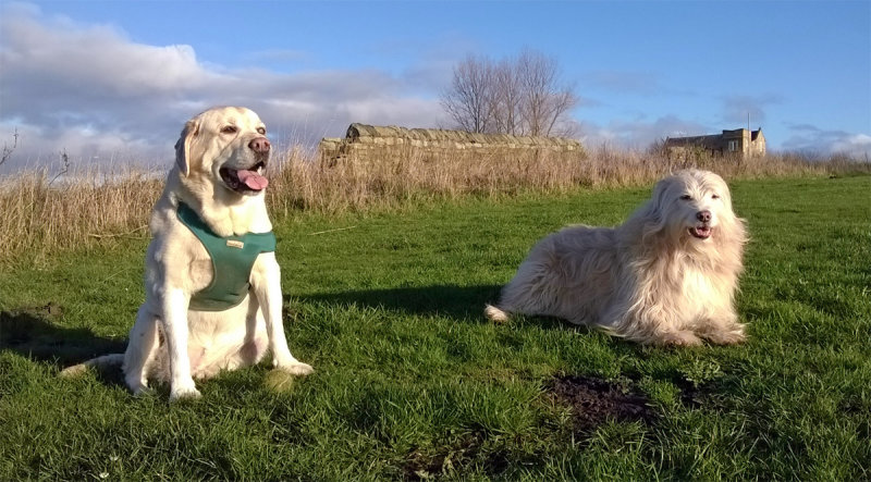 Happy boys