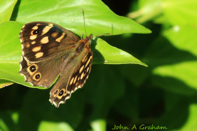 Speckled Wood Butterfly