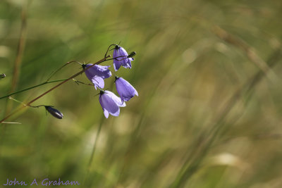 Harebells