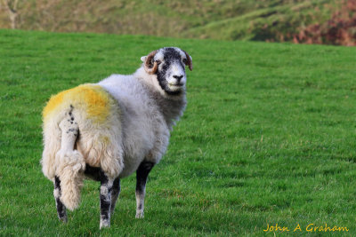 Yellow suits ewe