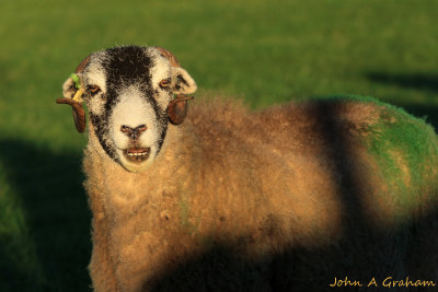 Happy to see ewe