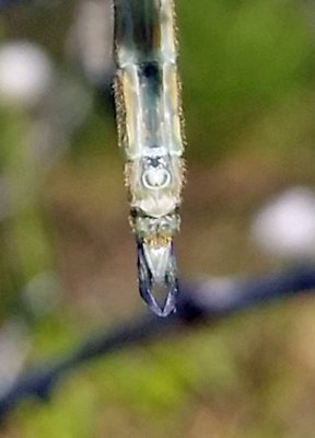 Emerald_534.jpg