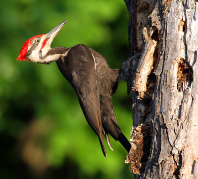 Pileated Woodpecker_9578.jpg