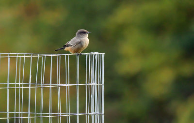 Say's Phoebe - Sept 2017