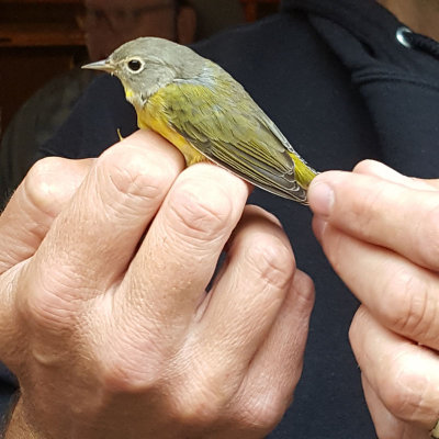 NashvilleWarbler_CB012.jpg