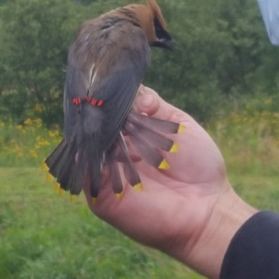 CedarWaxwing_CB016.jpg