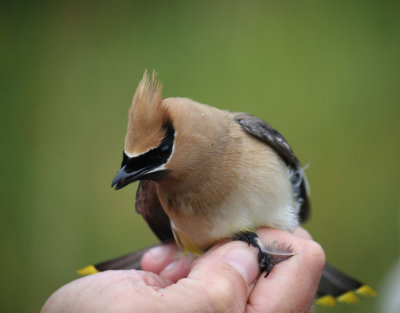 NRF Bird Banding Field Trip A - 26 Aug 2017