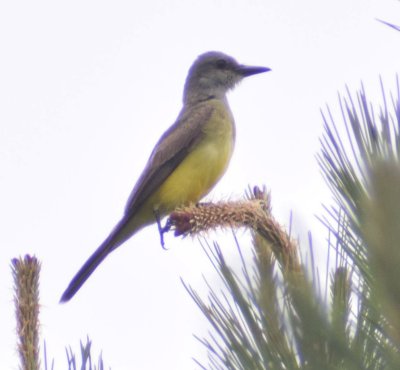 Kingbird_14 by Ben Baldwin.jpg