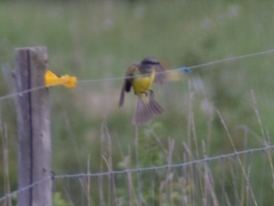 Kingbird_17 by Ben Baldwin.jpg