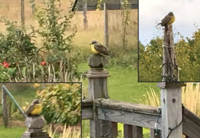 Yellow Kingbird sp. - Oct 2018
