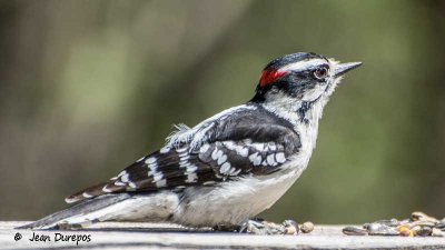 Woodpeckers & close relatives 
