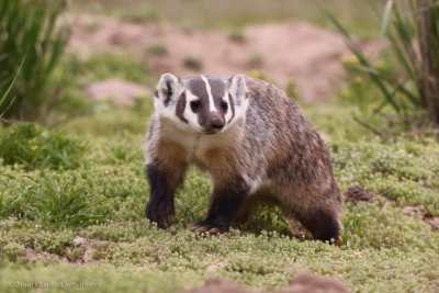 Female Badger