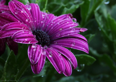 Purple Gerbera Daisy