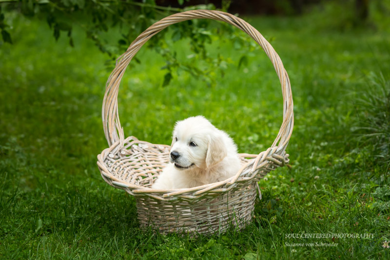 English Golden Retriever puppy