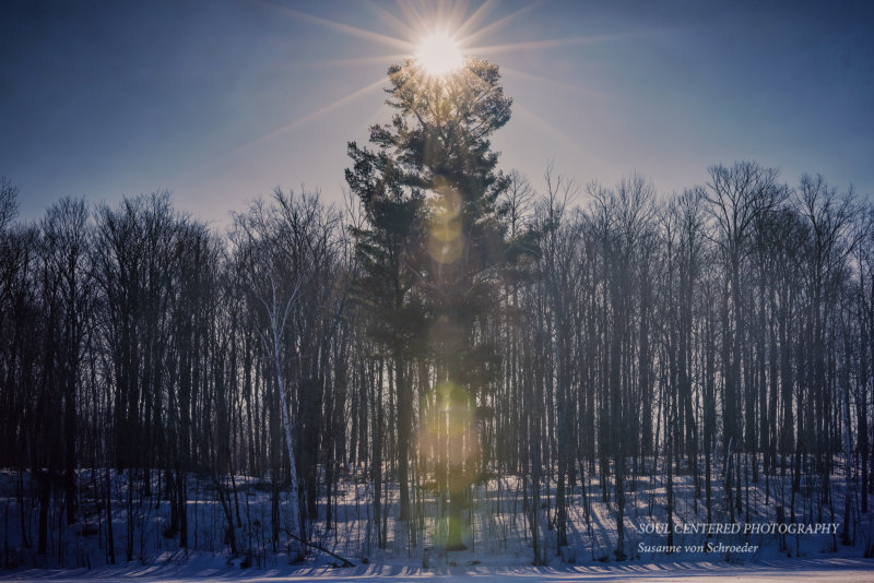 Pine tree with lens flare