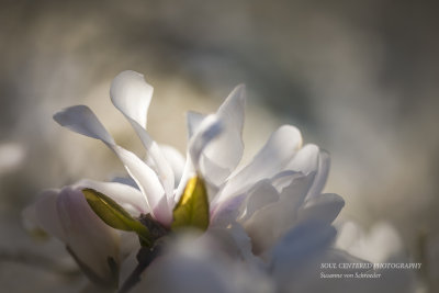 Magnolia dreams
