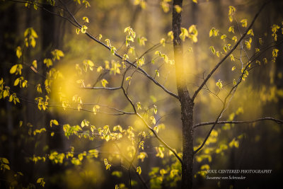 Light in the forest