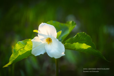 Trillium