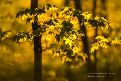 Golden Maple leaves